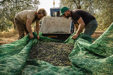 Produttori al lavoro durante la raccolta delle olive, fase fondamentale del processo agricolo che precede la produzione di olio extravergine.